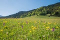 Wildflower meadow with pink marsh orchids and yellow clover, alpine landscape