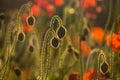 Wildflower meadow with poppies Royalty Free Stock Photo