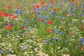 Wildflower meadow with poppies, cornflowers and daisies