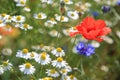 Wildflower meadow with poppies daisies and cornflowers Royalty Free Stock Photo