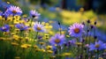 Wildflower meadow with purple daisies and yellow blooms in forest clearing