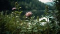 Wildflower meadow showcases nature beauty in summer generated by AI