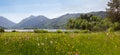 Wildflower meadow at spa garden schliersee, view to brecherspitze mountain, bavarian spring landscape Royalty Free Stock Photo