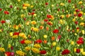 Wildflower meadow in spring