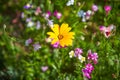 Wildflower meadow in the Summer sunshine with African Daisies.