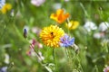 Wildflower meadow in the Summer sunshine with African Daisies.