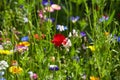 Wildflower meadow in the Summer sunshine with Cornflowers, Poppies, Cow Parsley, red flax flower and grasses.