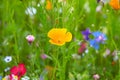 Wildflower meadow in the Summer sunshine with Cornflowers, Poppies, Cow Parsley, red flax flower and grasses.