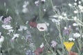 Wildflower meadow in the Summer sunshine with Cornflowers, Poppies, Cow Parsley, red flax flower and grasses.