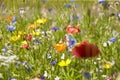 Wildflower meadow in the Summer sunshine with Cornflowers, Poppies, Cow Parsley, red flax flower and grasses.