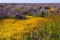 Wildflower meadow, super bloom season in sunny California. Colorful flowering meadow with blue, purple, and yellow flowers close- Royalty Free Stock Photo