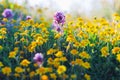 Wildflower meadow, super bloom season in sunny California. Colorful flowering meadow with blue, purple, and yellow flowers close- Royalty Free Stock Photo