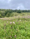Wildflower meadow in Surrey Hills