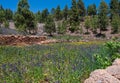 Wildflower meadow on Tenerife