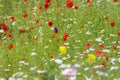 Wildflower meadow