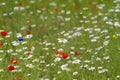 Wildflower meadow