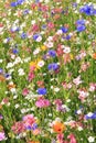 Wildflower meadow with various flowers