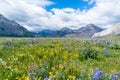 Wildflower Meadow in Waterton Lakes National Park, Canada Royalty Free Stock Photo