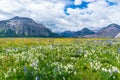 Wildflower Meadow in Waterton Lakes National Park Royalty Free Stock Photo