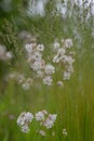 Wildflower meadow with white flowers of Bladder campion Silene vulgaris