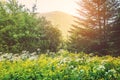 Wildflower meadow in the White Mountains of New Hampshire Royalty Free Stock Photo