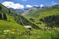 Wildflower meadow with yellow gentian, view to Gafiertal valley, near St. antonien grisons Royalty Free Stock Photo