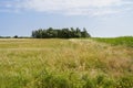 Wildflower meadow between two fields of crops in Norfolk Royalty Free Stock Photo