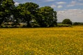 Summer wildflower meadows, Wiltshire, UK.