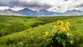 Wildflower and the Mountain Range of the Canadian Rockies in Waterton Lakes National Park Royalty Free Stock Photo