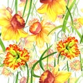 Wildflower Narcissus flower pattern in a watercolor style isolated.