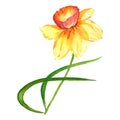 Wildflower Narcissus flower in a watercolor style isolated.