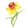 Wildflower Narcissus flower in a watercolor style isolated.