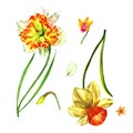 Wildflower Narcissus flower in a watercolor style isolated.