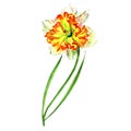 Wildflower Narcissus flower in a watercolor style isolated.