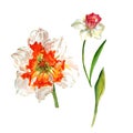 Wildflower Narcissus flower in a watercolor style isolated.