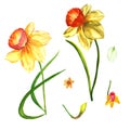 Wildflower Narcissus flower in a watercolor style isolated.