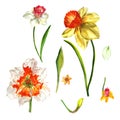 Wildflower Narcissus flower in a watercolor style isolated.