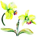 Wildflower narcissus flower in a watercolor style isolated.