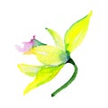 Wildflower narcissus flower in a watercolor style isolated.