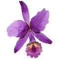 Wildflower orchid flower in a watercolor style isolated.