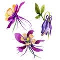 Wildflower orchid flower in a watercolor style isolated.