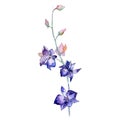 Wildflower orchid flower in a watercolor style isolated.