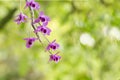 Wildflower orchid,Orchids scientific name is Dendrobium parishii Royalty Free Stock Photo