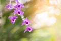 Wildflower orchid,Orchids scientific name is Dendrobium parishii Royalty Free Stock Photo