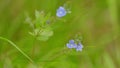 Wildflower pansy. Blue flower of veronica persica, known as birdeye, field or persian speedwell. Slow motion. Royalty Free Stock Photo