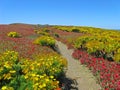 Wildflower path, Anacapa