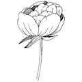 Wildflower peonies flower in a vector style isolated.