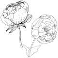 Wildflower peonies flower in a vector style isolated.