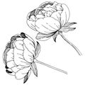 Wildflower peonies flower in a vector style isolated.