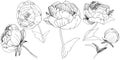 Wildflower peonies flower in a vector style isolated.